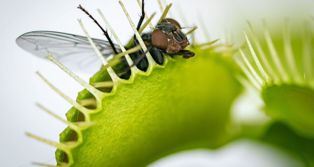 AI chats can spread malware via sponsored search traps