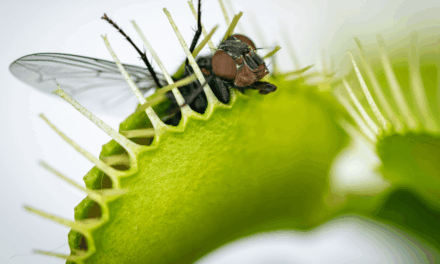 AI chats can spread malware via sponsored search traps