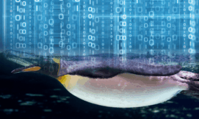 Linux kernel zero day enables root privilege escalation across most distros