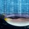 Linux kernel zero day enables root privilege escalation across most distros