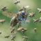 And we all thought the AI agent swarm attack was just a one-off…